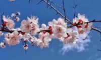 北京会所网分享的春季养生指南：保健秘诀，健康攻略一网打尽
